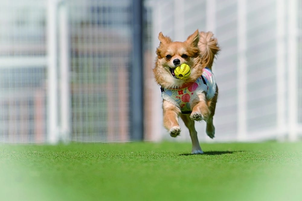 ドッグラン